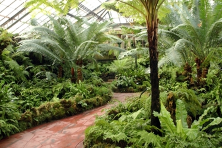 Lush ferns and tropical plants thrive in a greenhouse. Red pathway winds through greenery.
