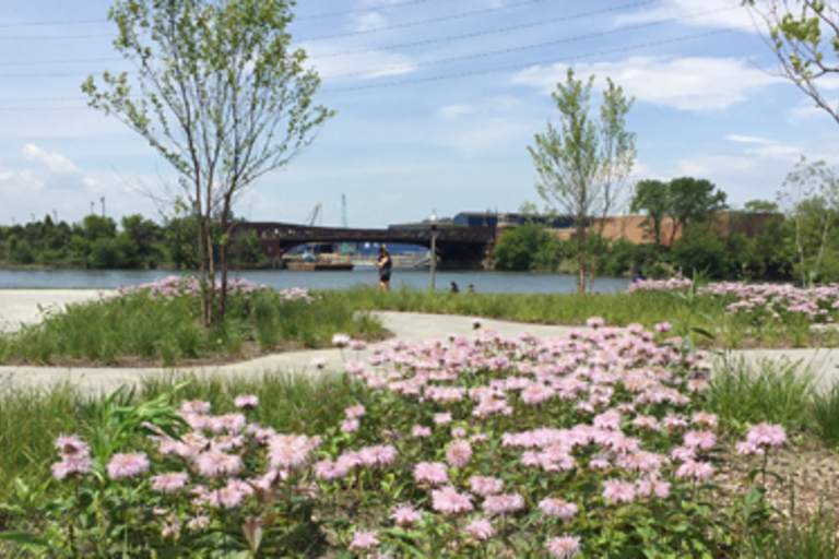 Pink wildflowers blooming in a waterfront park.