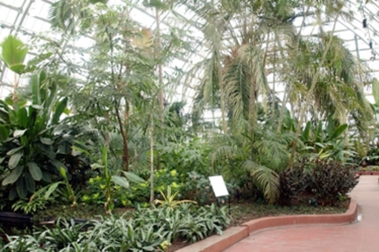 Lush tropical plants in a greenhouse. Winding path. Glass ceiling.