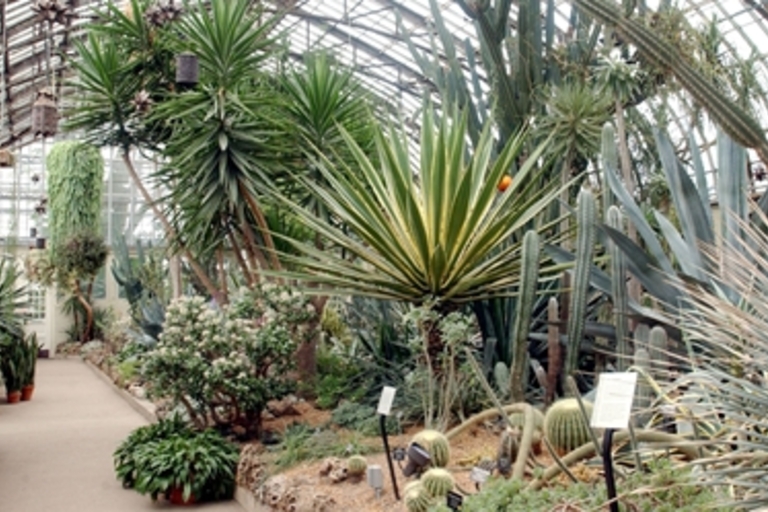 Desert plants in a greenhouse. Lush greenery lines a walkway.