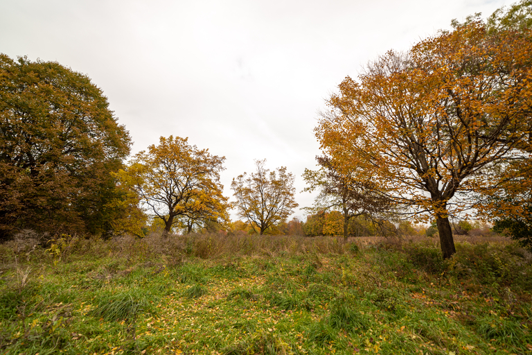 Autumn trees in a field on a cloudy day.