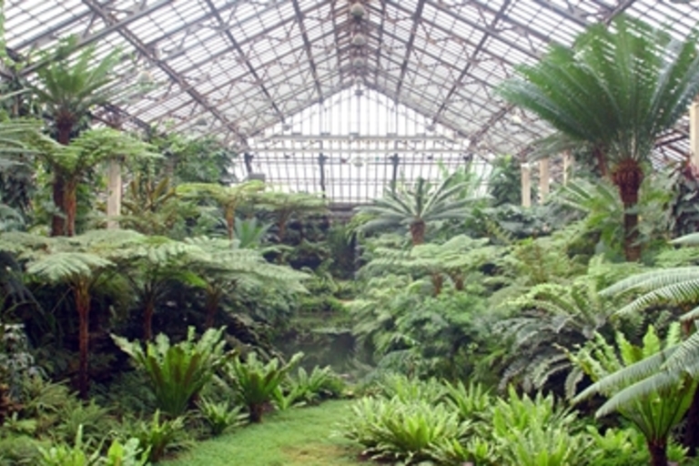 Lush ferns and tropical plants thrive inside a greenhouse.
