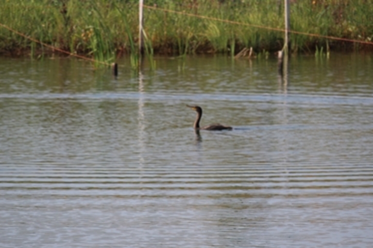 A cormorant swims in a calm pond.
