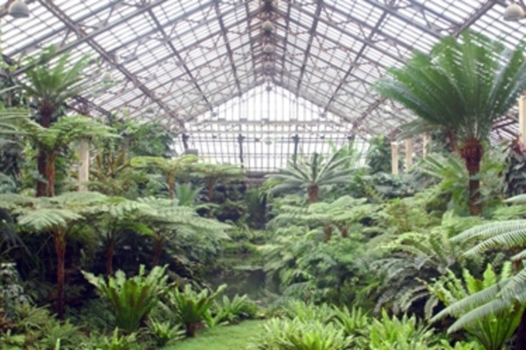Lush ferns in a greenhouse.
