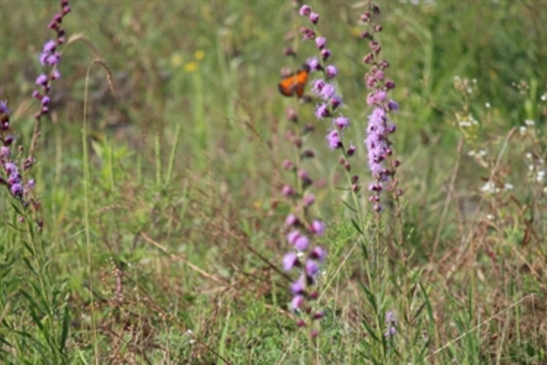 Orange butterfly on purple wildflowers in a meadow.
