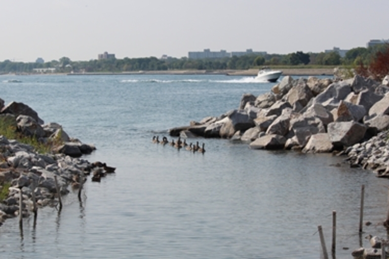 Geese swim in narrow channel between rocky shorelines; boat and city skyline in background.
