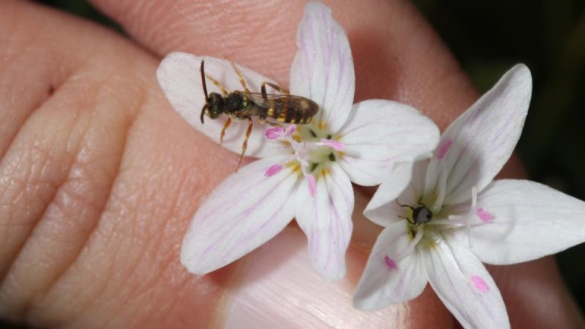 Small bee on delicate white and pink spring beauty flowers.