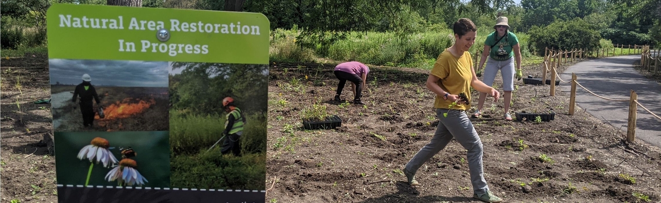 Volunteers planting seedlings in a restoration area next to a paved path and sign.