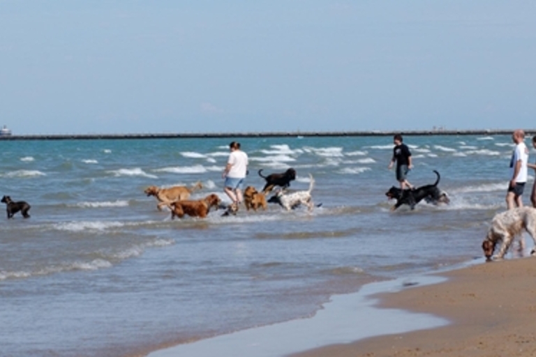 Dogs and their owners enjoy a sunny day at the beach.
