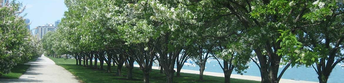 Path lined with flowering trees along Chicago's lakefront.