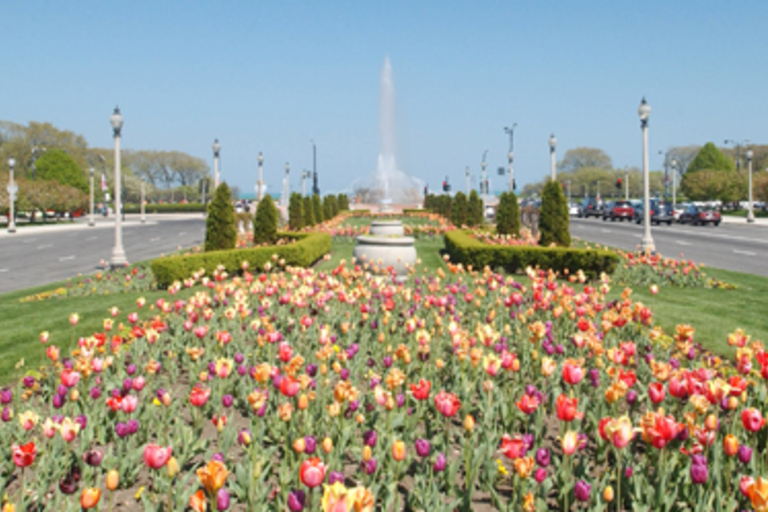Multicolored tulips blooming in a median with a fountain in the background.
