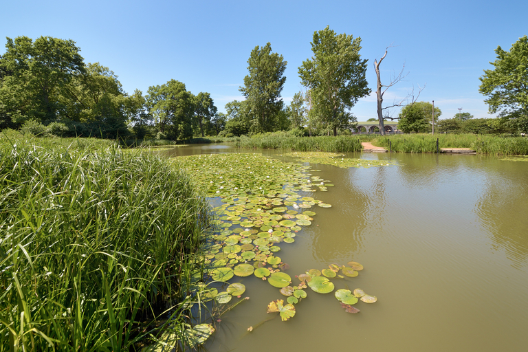 Lily pads float on a calm river bordered by tall grass and trees. A gazebo is visible in the background.