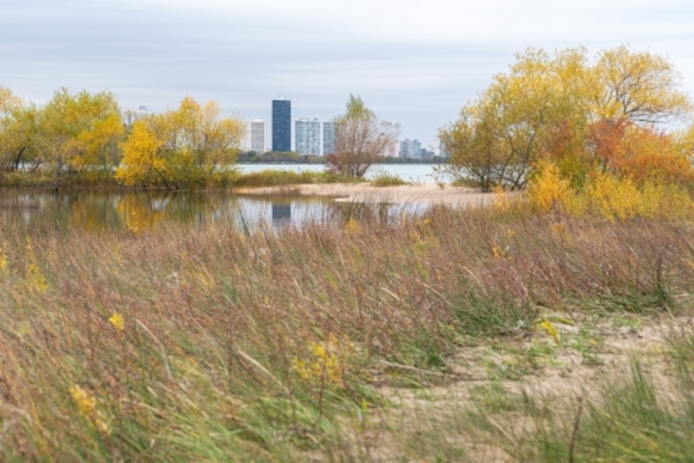 Autumn foliage around a beach with a city skyline in the distance.