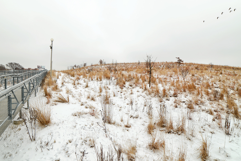 Snowy field with dry grasses; a metal walkway is visible on the left, and birds fly overhead.