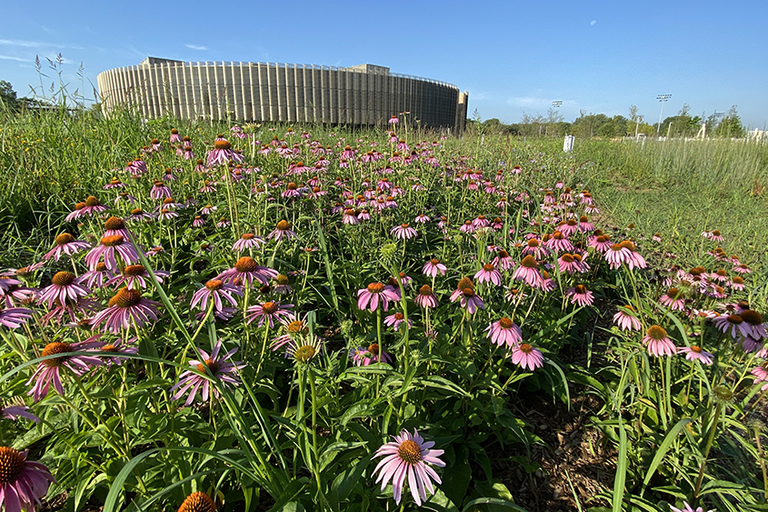 Purple coneflowers bloom in a field with a large round building in the background.