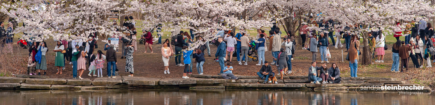 Photograph of people enjoying a park filled with blooming cherry blossom trees by a pond.