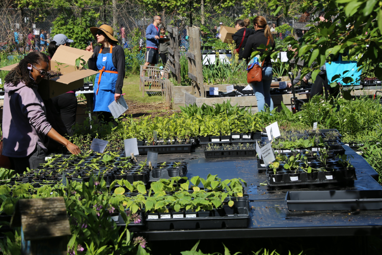 Community gardeners browse trays of seedlings.