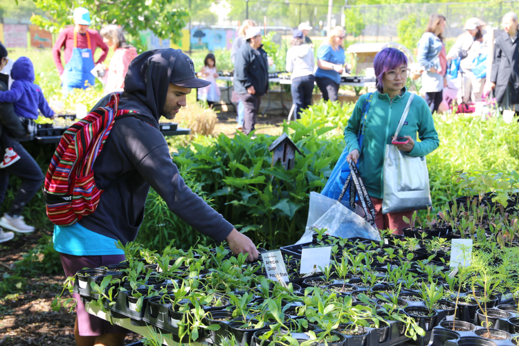 People browse seedlings at a community plant sale.
