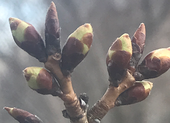 Close-up of leaf buds on a branch.
