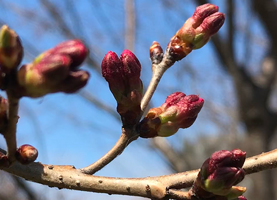 Close-up of cherry blossom buds on a branch against a blue sky.