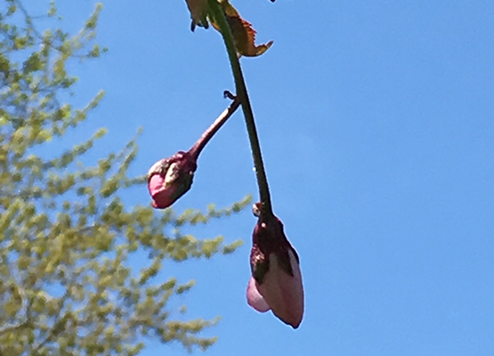 Two pink cherry blossoms budding on a branch against a blue sky.