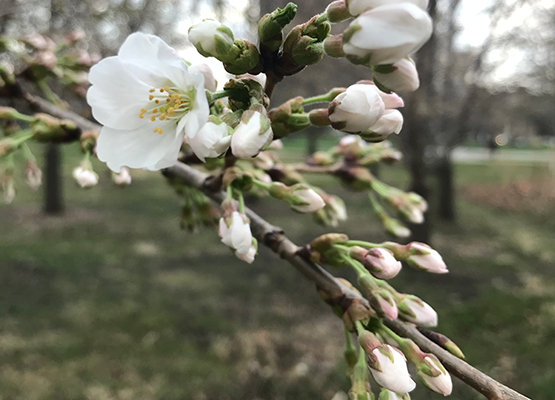 Close-up of delicate white cherry blossom and buds on a branch.