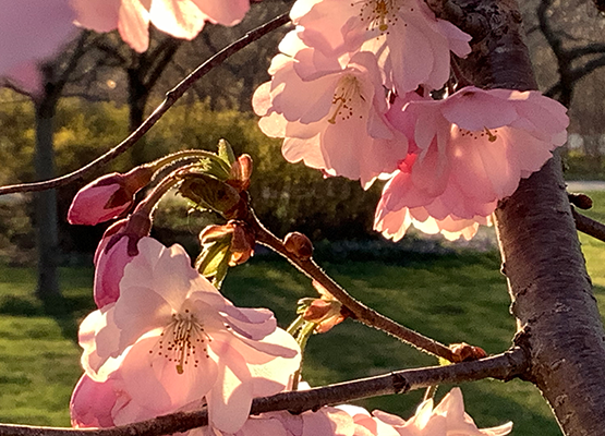Close-up of delicate pink cherry blossoms on a branch.