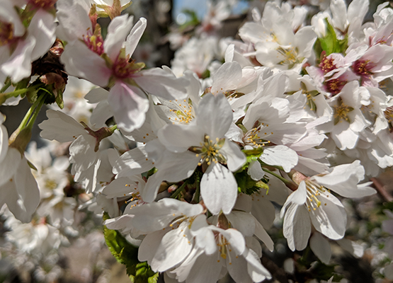 Close-up of delicate white cherry blossoms with yellow stamens.